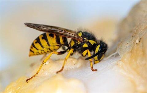 Vespula germanica, German wasp species (Hymenoptera: Vespidae) photographed in Valencia province, Spain, showing details of the social wasp morphology and coloration.