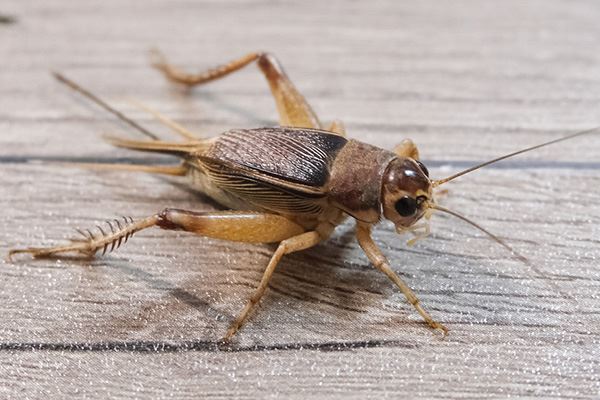Crickets