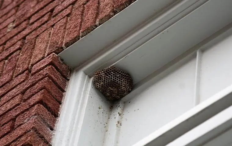 Paper wasp nest built into the corner where a white window frame meets a brick wall