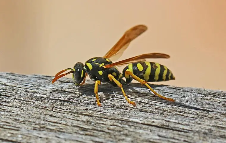 Yellow and black wasp crawling on a weathered wooden surface