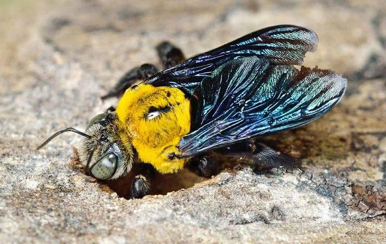 Carpenter bee with yellow and black body and iridescent wings drilling a nest hole in wood