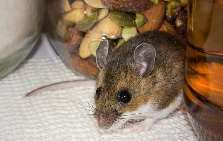 Small brown mouse perched on a paper towel near a jar of mixed nuts