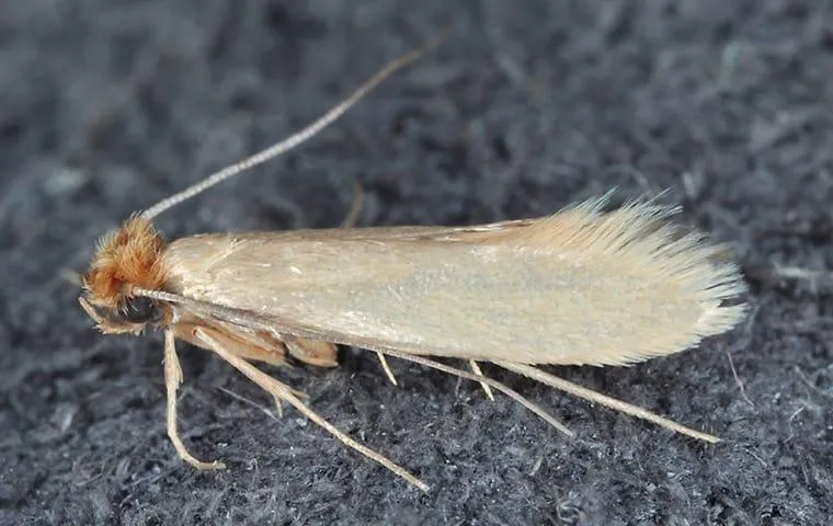 Small pale tan moth with fringed wings resting on a gray textured surface