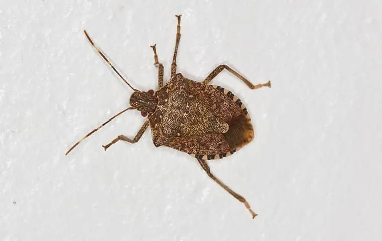 Brown stink bug with a shield-shaped body resting on a white surface