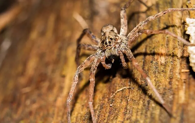 Wolf spider with long legs resting on a weathered wooden surface