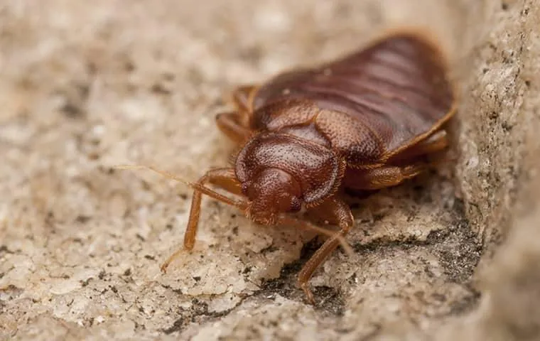 Close-up of a reddish-brown bed bug crawling on a rough textured surface