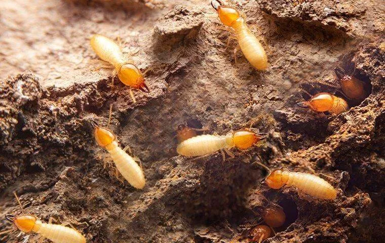 Cluster of pale termites with orange heads crawling on decayed wood
