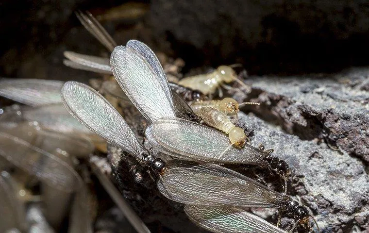 Winged termite swarmers with translucent wings emerging from decaying wood