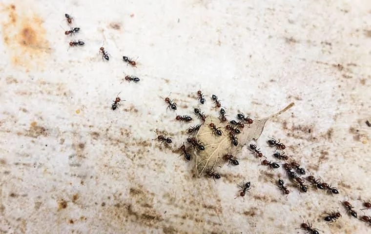 Cluster of small dark ants gathered around debris on a light concrete surface