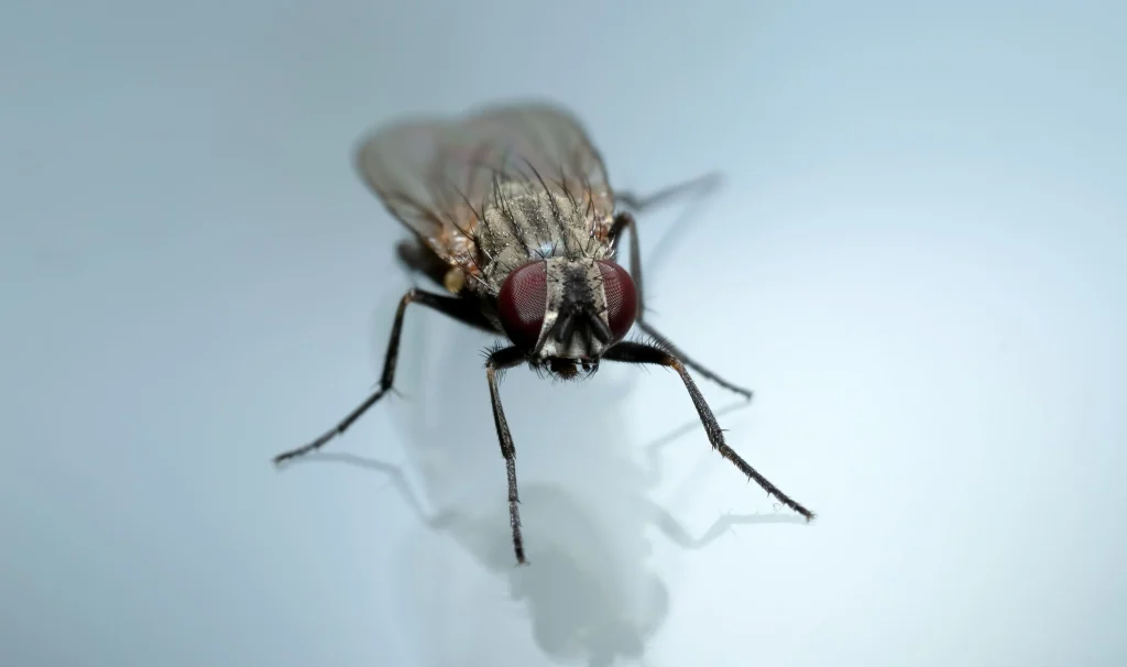 Close-up macro shot of a housefly with red compound eyes standing on a reflective white surface