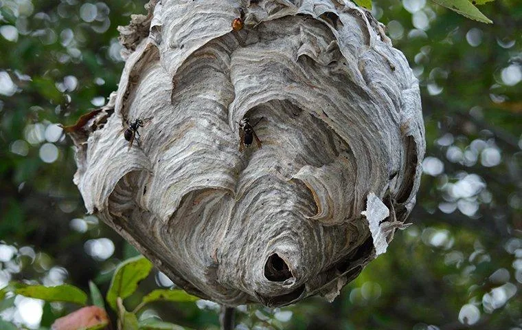 Large gray wasp nest hanging from a tree branch with entrance hole visible at the bottom
