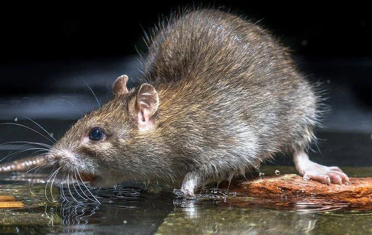 Brown rat drinking from a puddle of water at night
