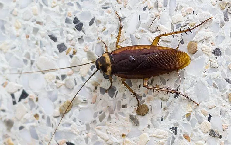 Cockroach with long antennae resting on a speckled terrazzo floor