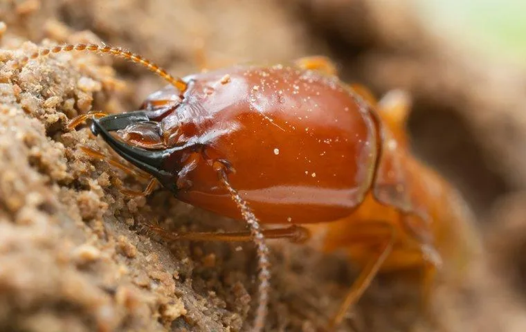 Close-up of a termite with large dark mandibles crawling on weathered wood
