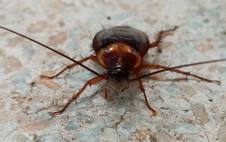 Close-up of an American cockroach facing forward on a mottled concrete surface