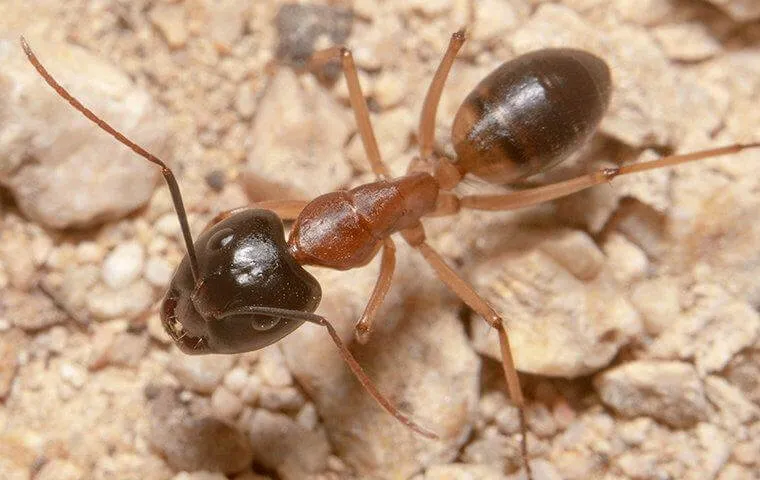 Close-up of a sugar ant with a dark bicolored body crawling on rocky ground