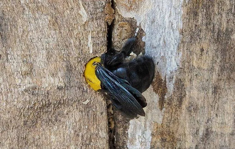 Yellow and black carpenter bee resting on a hole drilled into weathered wood