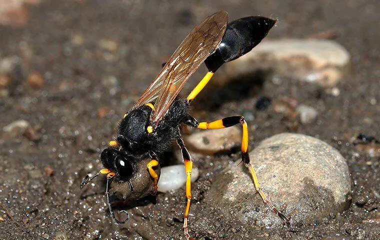 Black wasp with yellow markings gathering mud on the ground