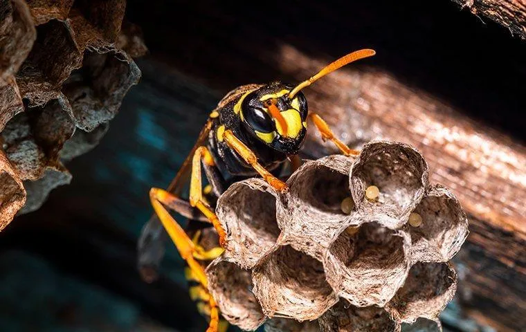 Paper wasp perched on its gray honeycomb nest against a wood background