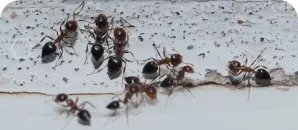 Group of ants gathered along a crack on a light-colored surface