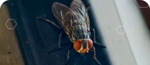 Close-up of a house fly with red compound eyes resting on a dark surface