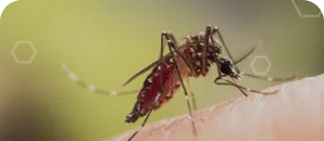 Close-up of a mosquito biting human skin