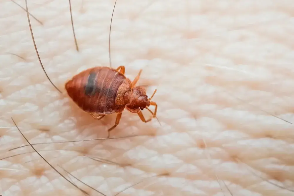 Close-up of a reddish-brown bed bug crawling on human skin