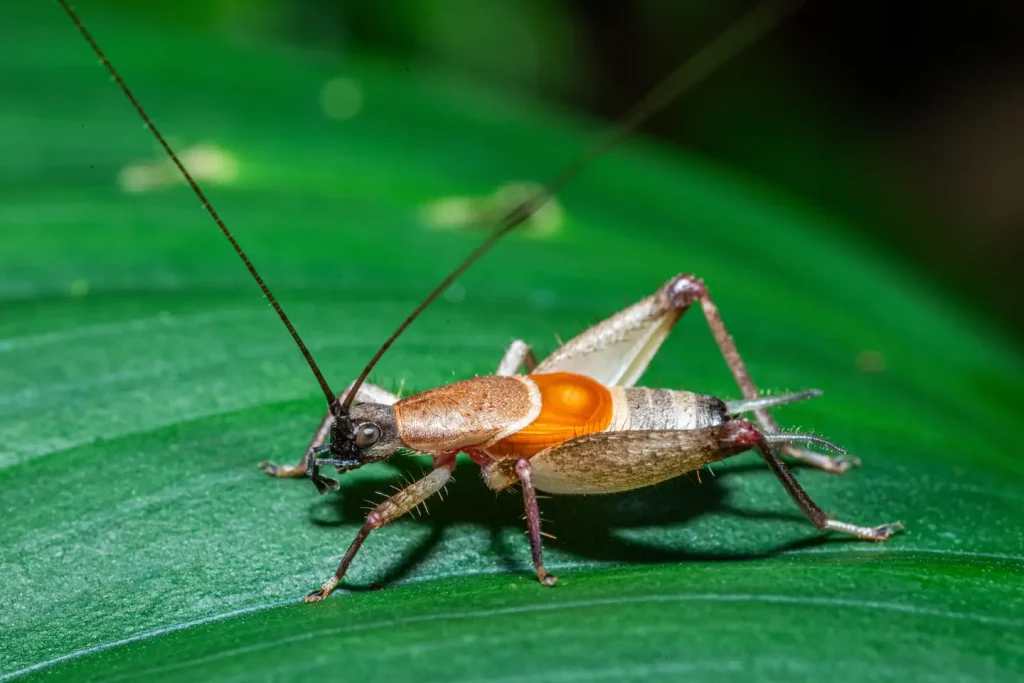 Close-up of a katydid with orange and tan markings resting on a green leaf, long antennae extended