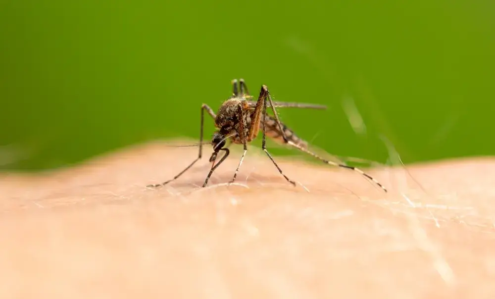 Close-up of a mosquito biting human skin against a green background