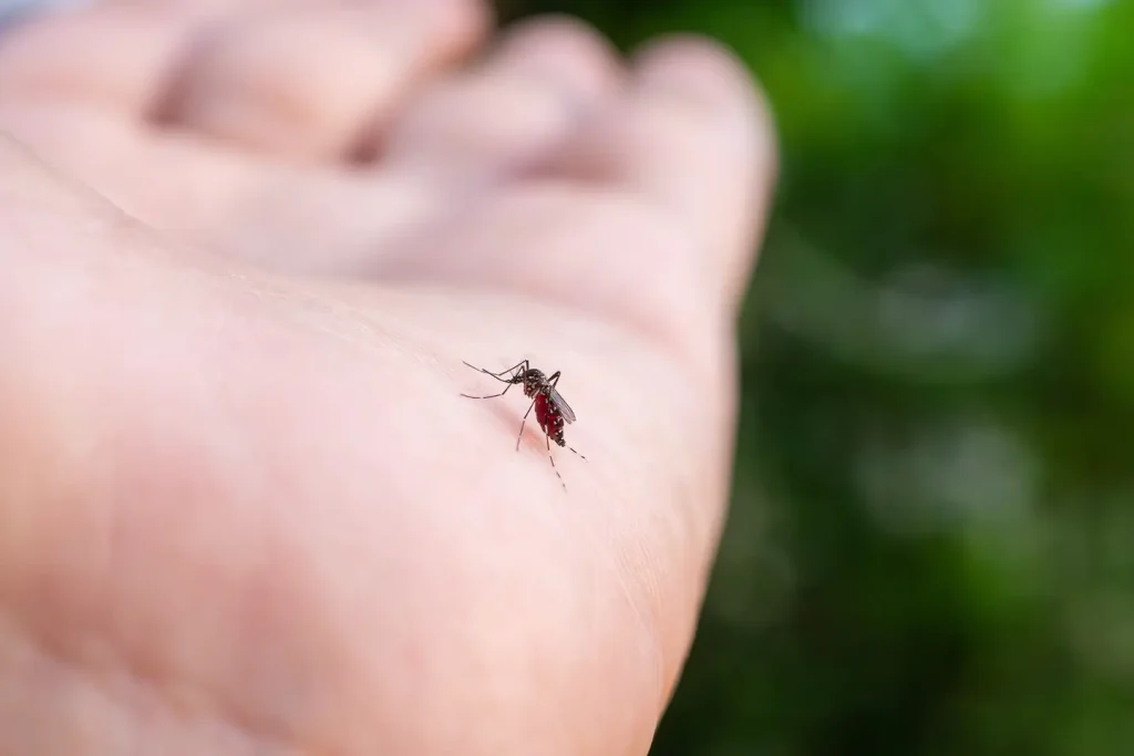 Mosquito engorged with blood biting a person's hand, close-up
