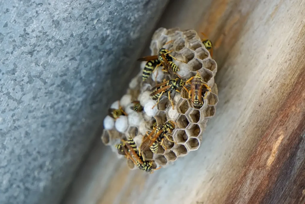 Paper wasps tending an open honeycomb nest attached to a wooden beam