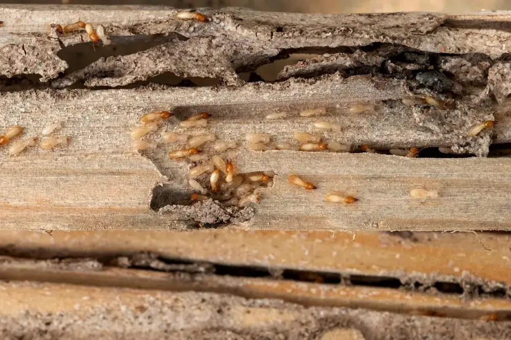 Cluster of pale termites with orange heads infesting damaged wood beams
