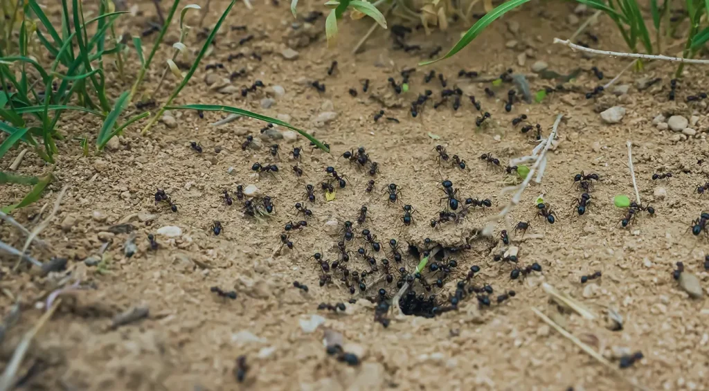Large colony of black ants swarming around a nest entrance in dirt