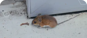 Small brown mouse sitting on a concrete surface near a doorway