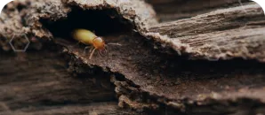 Termite with pale body and orange head emerging from a hollowed-out piece of wood