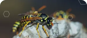Close-up of a black and yellow wasp perched on a light-colored rock