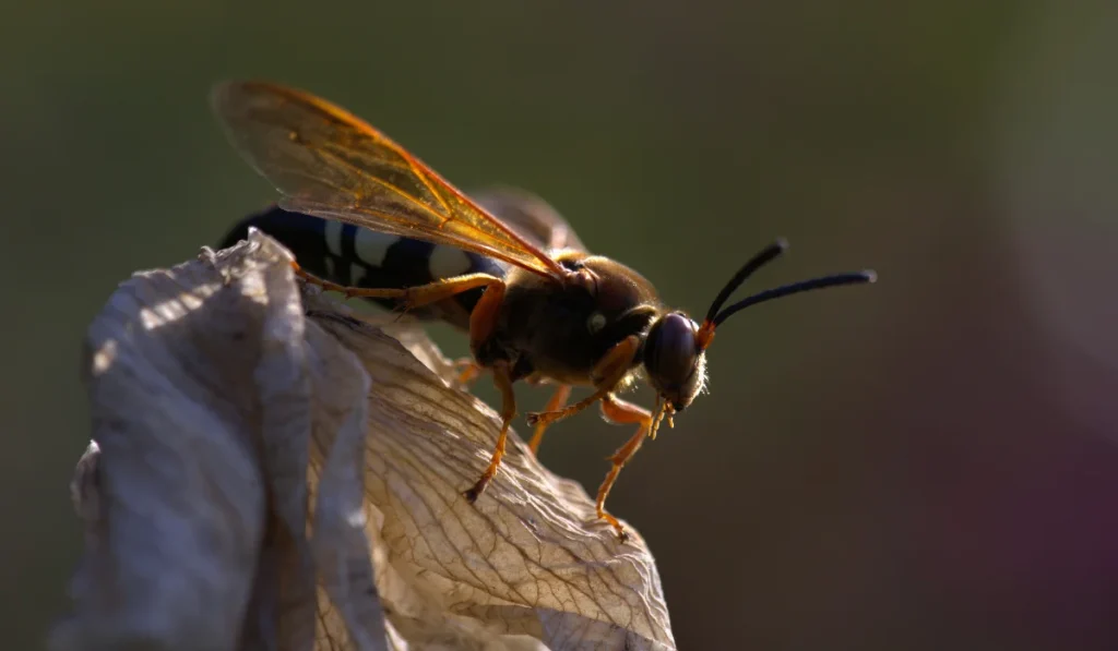 Cicada Killer Wasp Perching to Attract a Mate.