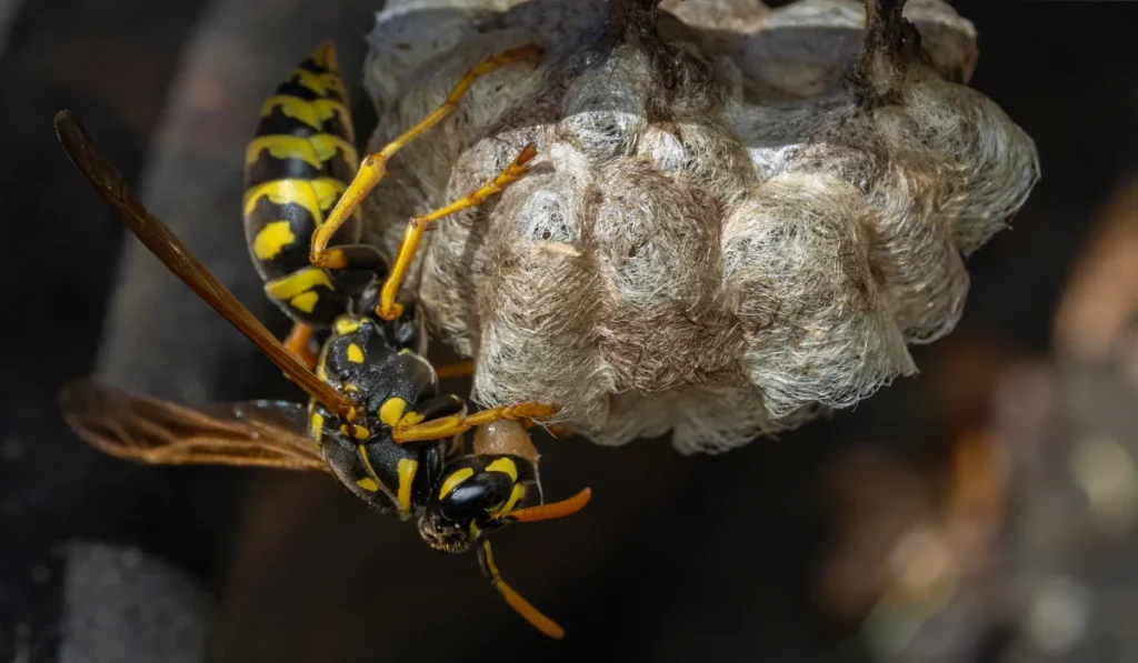 Queen common yellowjacket wasp (Vespula alascensis) moving one of her developing larva to a new cell